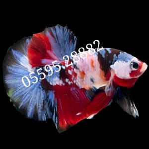 Cá Betta Koi (Màu 1)