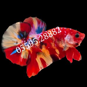 Cá Betta Koi (Màu 2)