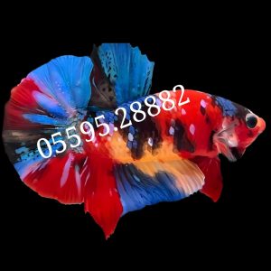 Cá Betta Koi (Màu 3)