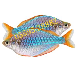 Cá Cầu Vồng Xanh