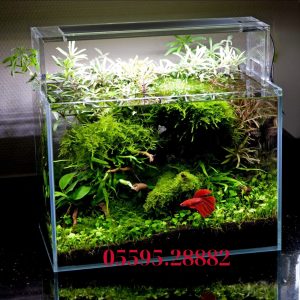Hồ Natural (Mẫu Số 4)