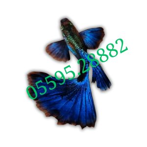 Cá Bảy Màu Blue Tarzan