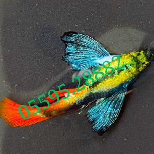 Cá Bảy Màu Dumbo