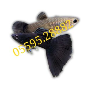 Cá Bảy Màu Full Black
