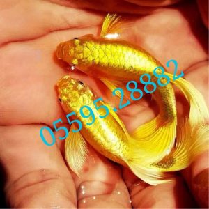 Cá Bảy Màu Full Gold