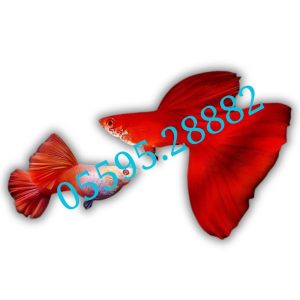 Cá Bảy Màu Full Red