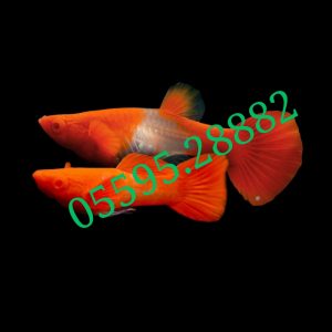 Cá Bảy Màu Koi Red