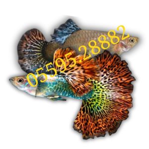 Cá Bảy Màu Rồng Đỏ