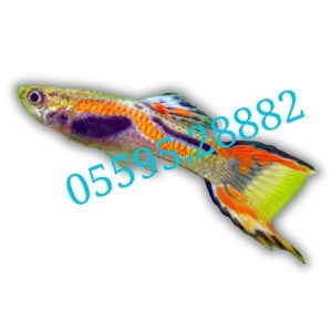 Cá bảy màu rừng